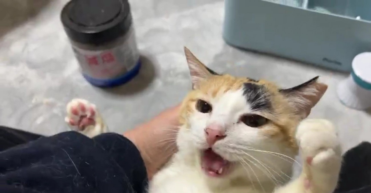 唖然としている猫