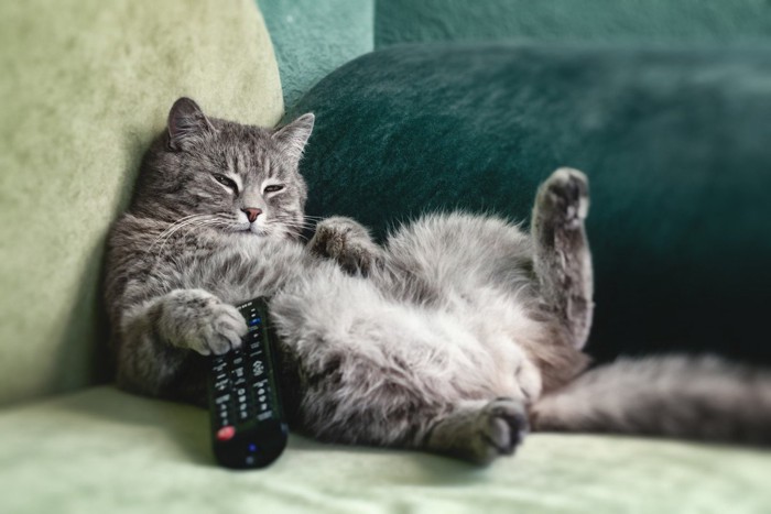 ソファでテレビリモコンを持つ猫