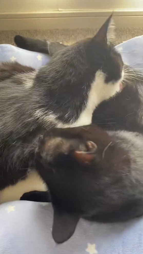 ペット用ベッドの上で寝転がる2匹の猫