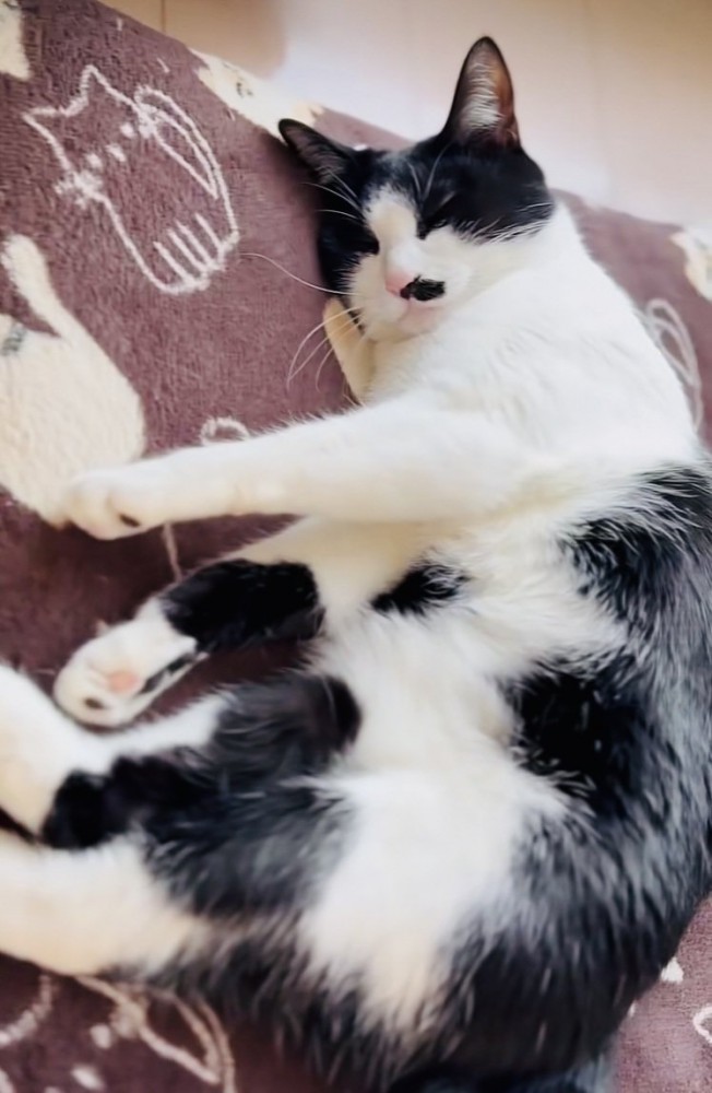 カーペットの上で寝る保護猫