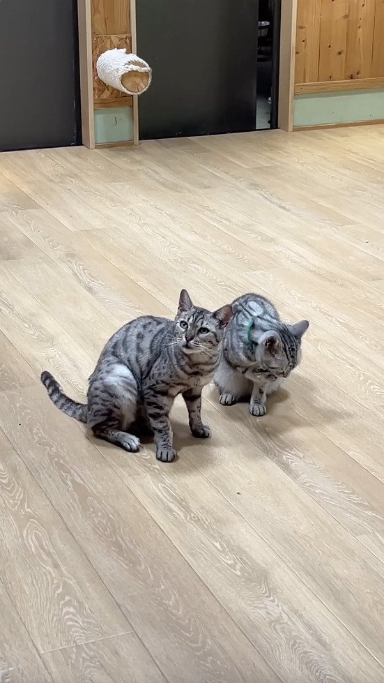 仲のいい2匹の猫