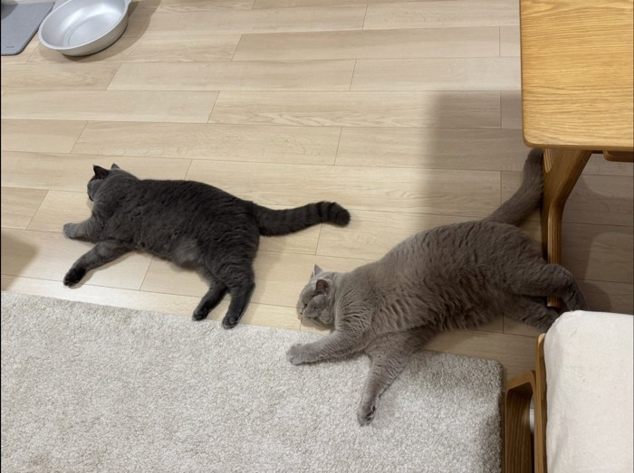 2匹の猫が並列して寝転んでいる