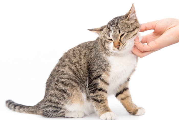 撫でられるキジシロ猫