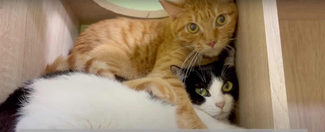 2匹の猫%再び人と距離が