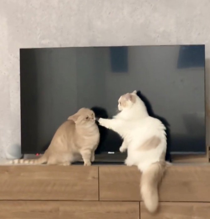 パンチするここちゃん