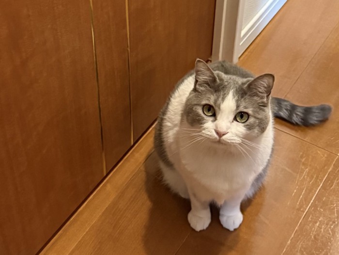 座って上を見上げる猫