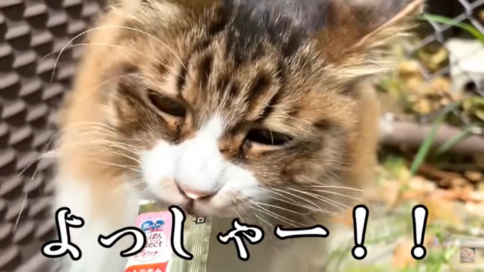 おやつに釣られて戻ってきた猫