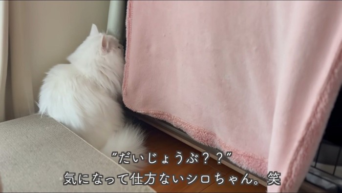 キジトラ猫のケージの中を覗く白猫