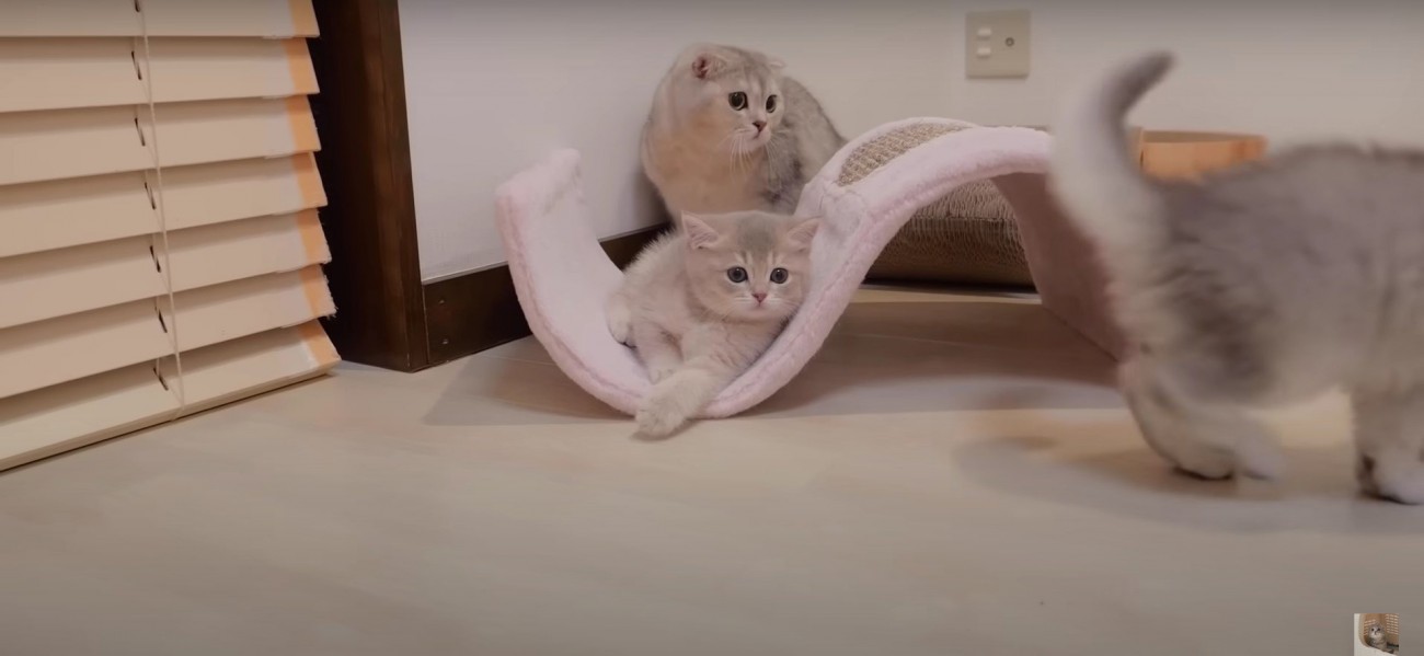 2匹の子猫と母猫