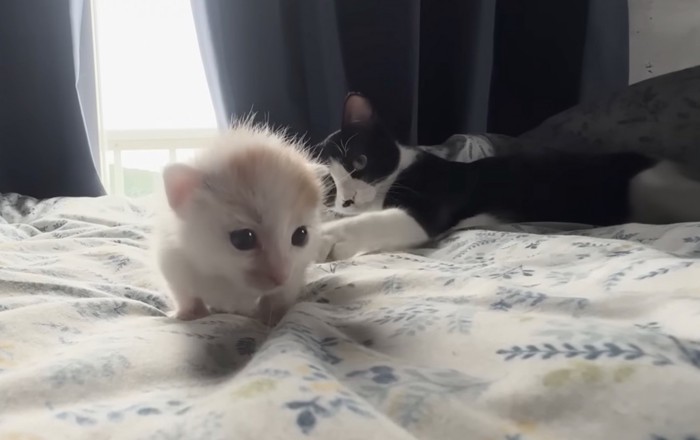 ちょっかい出す猫