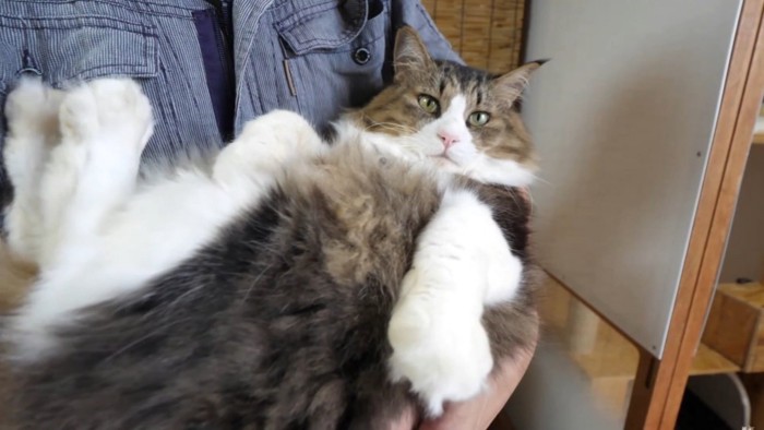 大きな猫のため、飼い主の腕から少しはみ出して抱っこされている様子