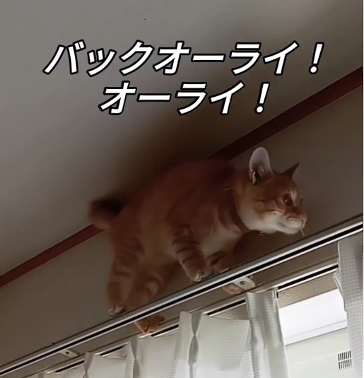 カーテンレールの上の猫4