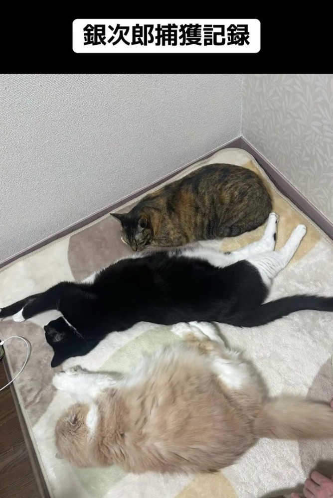 寝ている3匹の猫