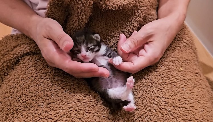 へそ天する子猫