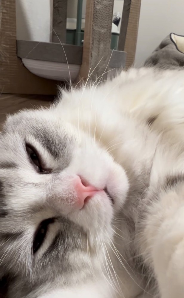 眠そうに見つめる猫