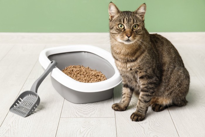 トイレの隣に座っている猫