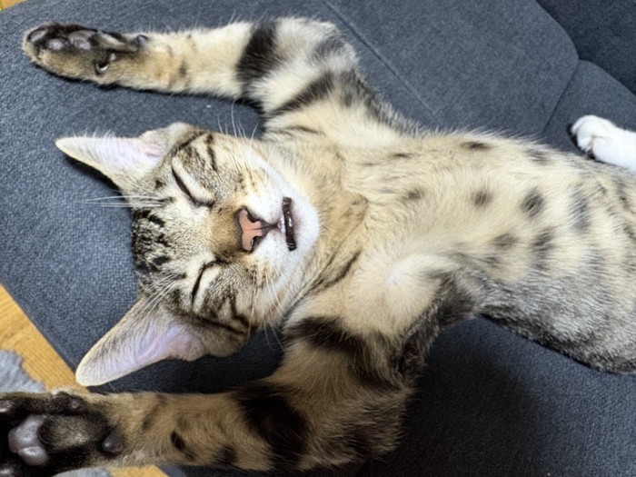 ソファの上で仰向けになって『バンザイ』の状態で眠るキジトラ猫