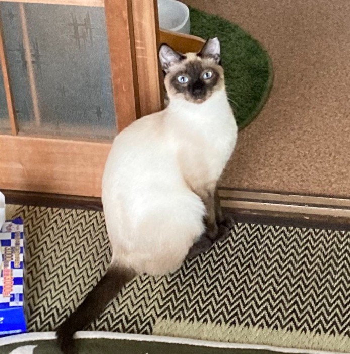 白っぽいシャム猫