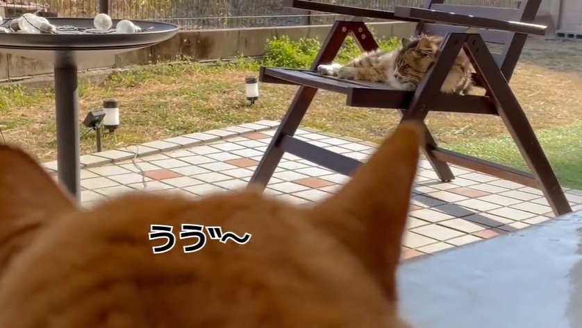 イスの上の猫を見る茶トラ猫2
