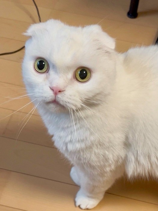 飼い主を見上げる猫の顔