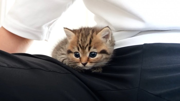 ひざの上に乗る子猫