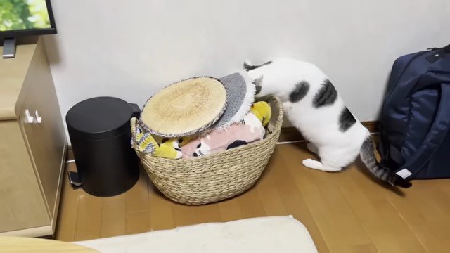 カゴを覗く猫