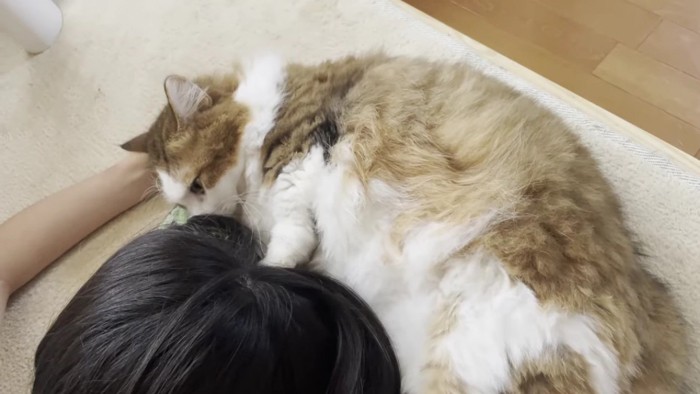 髪の毛を嗅ぐ長毛猫