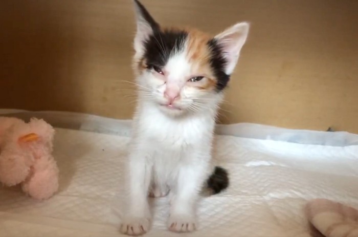 段ボールの中の子猫