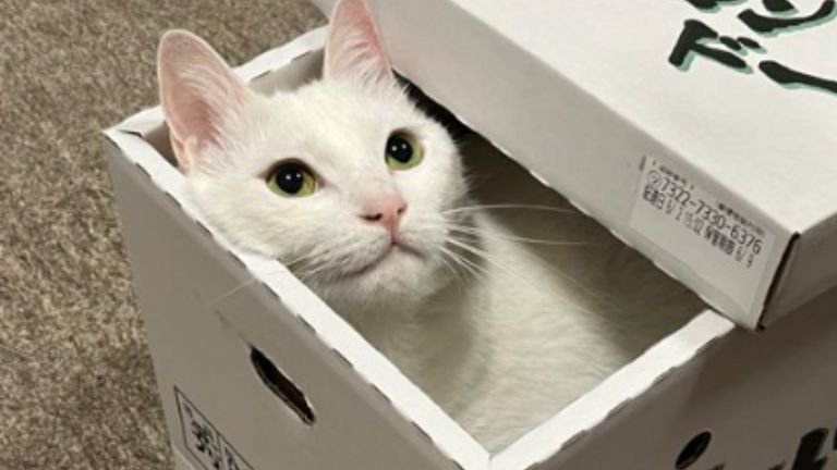 箱に入っている猫