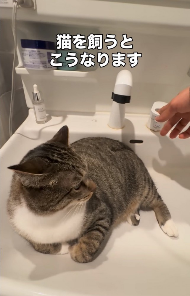 振り向く猫