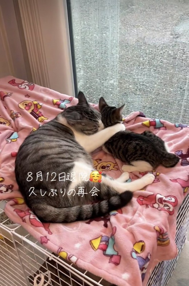 ケージの屋根の上でくつろぐサバ白猫と子猫