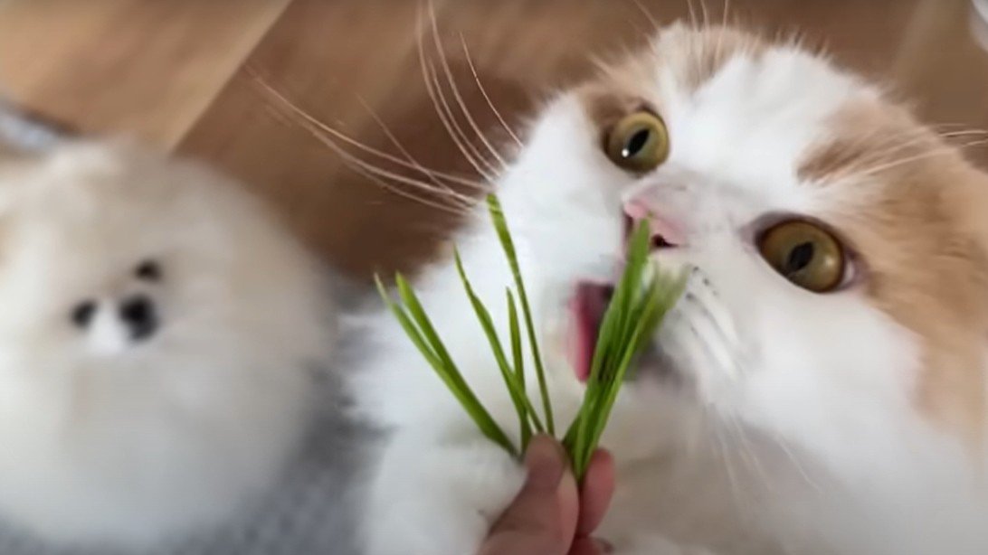 猫草に食らいつく猫