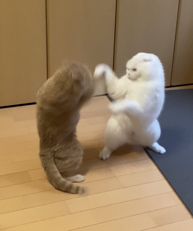 立ってケンカする2匹の猫