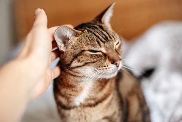 撫でられる猫 