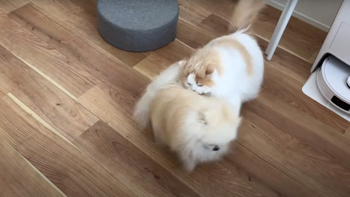 犬に猫パンチをする猫