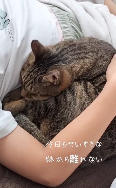女の子の腕の中で眠る猫