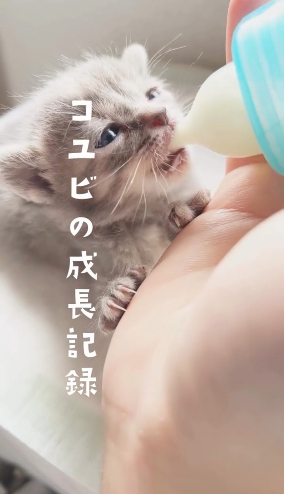 ミルクを飲む子猫