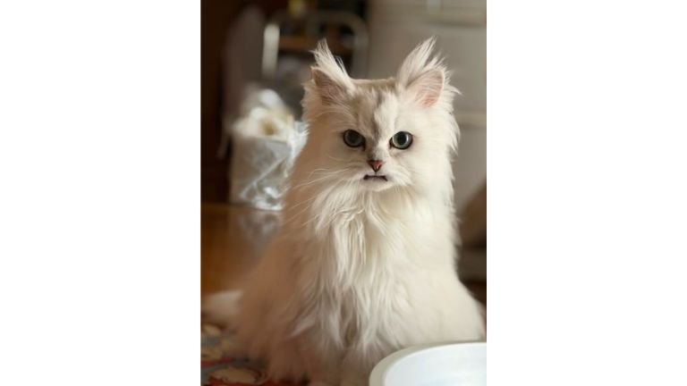 室内にいる猫