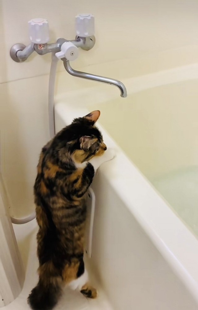 つま先立ちでバスタブの中を確認する三毛猫