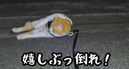 道に寝転がる猫