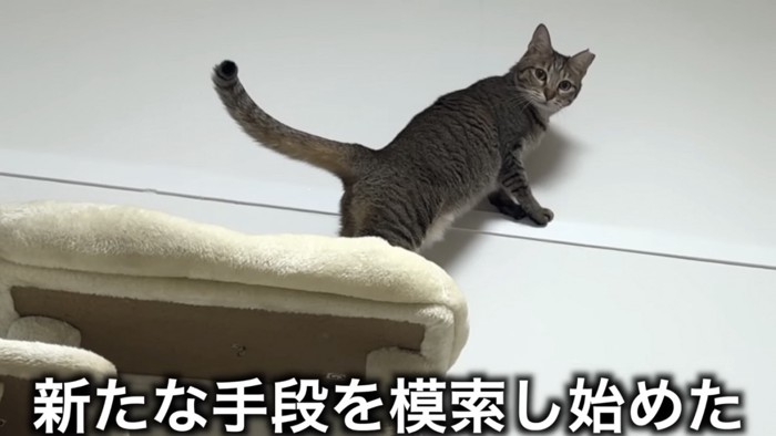 キャットタワー上からカメラ目線の猫