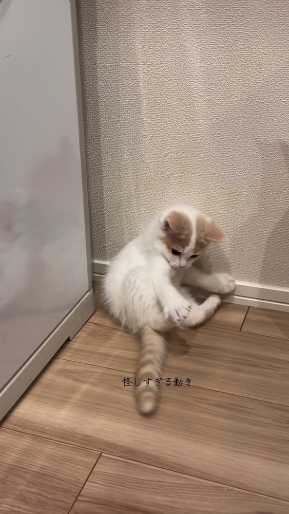 自分のしっぽで遊びだすおもちちゃん