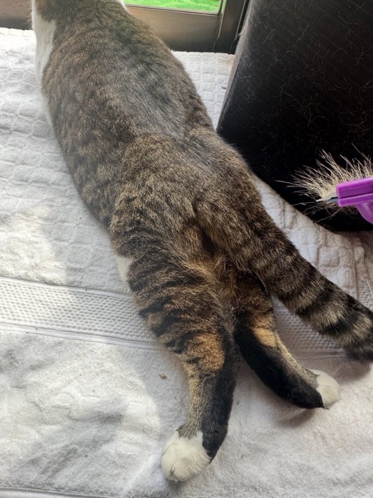 脚を伸ばしている猫