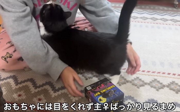 擦り寄る猫