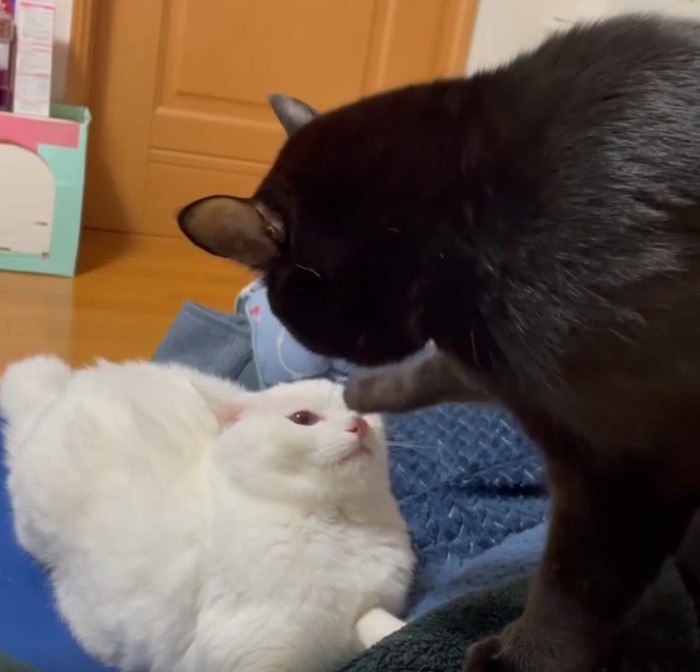 ケンカをしている2匹の猫