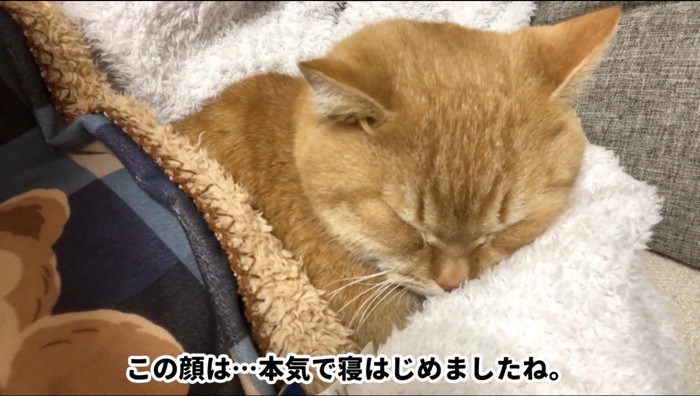 布団に入った飼い主の隣で眠る猫