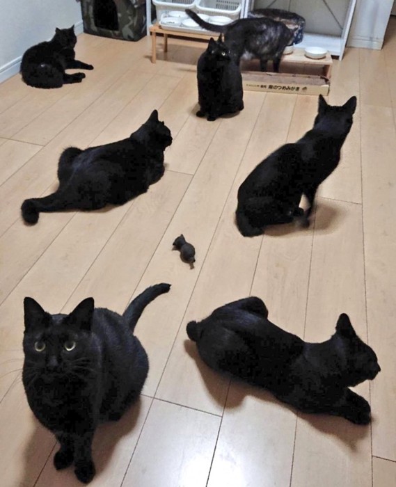 7匹の黒猫