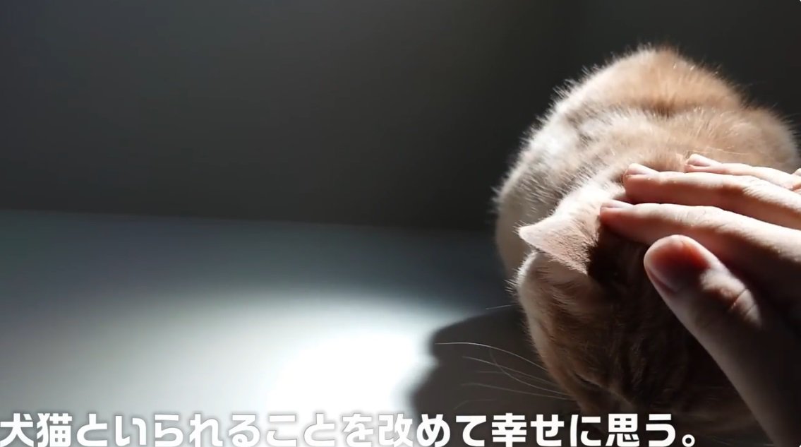 飼い主に撫でられる茶トラ猫