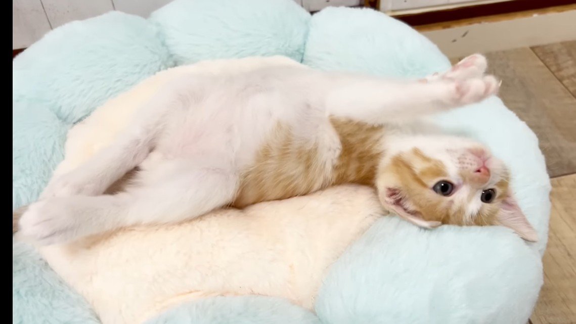 ヘソ天