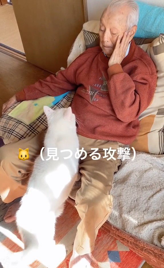おじいちゃんを見つめる猫